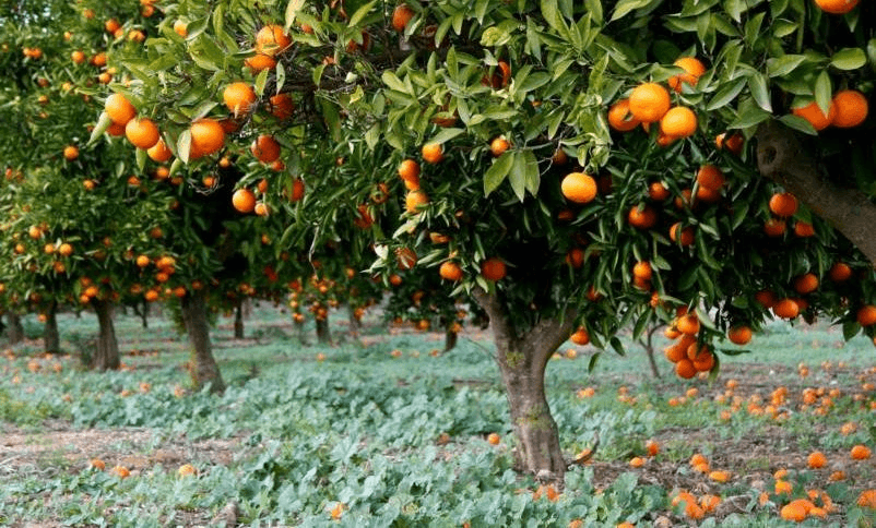 Agroseguros