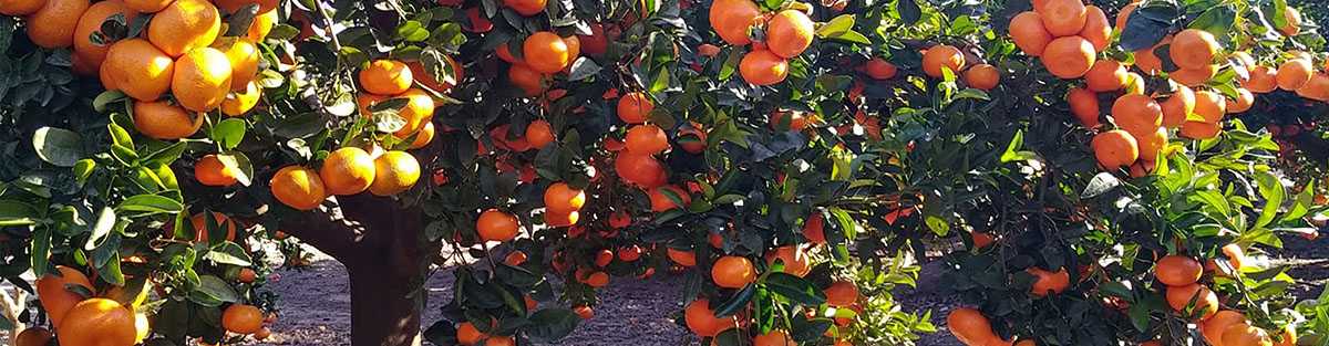 Seguros del Campo, Agroseguros, Seguros Agrarios Almenara, Castellon, Valencia