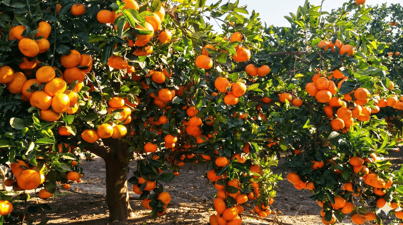 Agroseguros Valencia